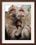 Crab-Eating Macaques Huddle Together to Fend Off Cold Front Lingering over Taiwan as a Young Feeds Framed Photographic Print