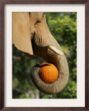 African Elephant Grabs a Pumpkin Treat at Miami Metrozoo Framed Photographic Print