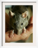 Twinkee, a 14-Week-Old Baby Domestic Rat, is Held at the Mspca in Boston Thursday, May 26, 2005 Framed Photographic Print by Elise Amendola