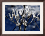 Eiskristalle Bedeckt Am Donnerstag, 2 November 2006 Framed Photographic Print by Winfried Rothermel