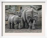Rhinoceros and Her Youngster Hang Out in their Outdoor Enclosure at the Tierpark in Berlin Framed Photographic Print