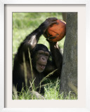 A Young Chimpanzee Attempts to Crack a Coconut Colored Orange to Look Like a Pumpkin Framed Photographic Print by Wilfredo Lee