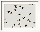 A Flock of Canada Geese Soar Through the Afternoon Sky Framed Photographic Print