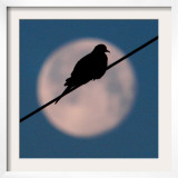 A Mourning Dove Sits Atop a Utility Wire as the Full Moon Sets Over Grand Isle Framed Photographic Print