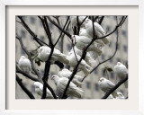 Doves Rest on a Tree Framed Photographic Print