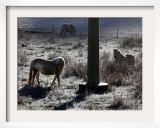 Pferde Im Winterfell Grasen Auf Einer Raureifueberzogenen Weide Am Titisee Framed Photographic Print by Winfried Rothermel