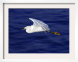 A Snowy White Egret Flies Above the Morro Bay Estuary Framed Photographic Print