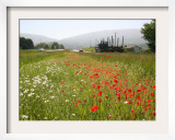 Many States Plant Wildflowers Along Busy Roadsides or Inside Interstate Medians Framed Photographic Print by Dean Fosdick