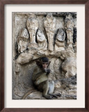 A Young Long-Tailed Macaque Sits Alone While Enjoying a Treat at Wat Prang Sam Yot Framed Photographic Print by David Longstreath