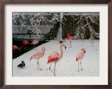A Flock of Caribbean Flamingos Stand Together Framed Photographic Print
