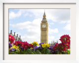 Spring Primulas Flower Framed Photographic Print