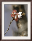 Bee Alights on a Cherry Tree at the Brooklyn Botanic Garden in New York Framed Photographic Print