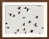 A Flock of Canada Geese Soar Through the Afternoon Sky Framed Photographic Print