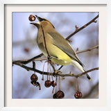 Cedar Waxwing Tosses Up a Fruit from a Flowering Crab Tree at the Town Hall Framed Photographic Print