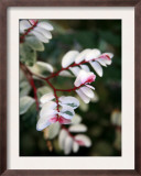 Pink and White Flower Prints by Nicole Katano