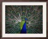 Peacock Poster