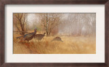Wild Turkeys Prints
