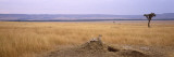 Cheetah (Acinonyx Jubatus) Sitting On a Mound, Masai Mara National Reserve, Kenya Wall Decal by  Panoramic Images