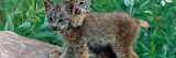 Pair of Lynx Kittens Playing on Rock, Minnesota wandtattoos