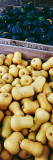 High Angle View of Bins of Harvested Butternut and Acorn Squash, New York Kalkomania ścienna