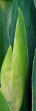 Iris Flower (Iris Germanica) Bud and Leaves Wall Decal