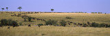 Wildebeests and Zebra Migration, Masai Mara National Reserve, Kenya Wall Decal by  Panoramic Images