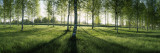 Birch Trees in a Forest, Imatra, South Karelia, Southern Finland Wall Decal by  Panoramic Images