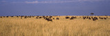 Wildebeests Migration, Masai Mara National Reserve, Kenya Vinilos decorativos por Panoramic Images