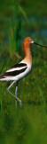Avocet Bird, Profile, Lake Alice National Wildlife Refuge, North Dakota Wall Decal