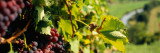 Close-Up of a Grape Vine in a Vineyard, Germany Wall Decal