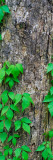 Poison Ivy Vine on Tree Trunk, Kistachie National Forest, Louisiana Wall Decal