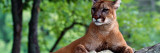 Female Cougar Lying on Rock, Minnesota Decalque em parede Female Cougar Lying on Rock, Minnesota Decalque em parede