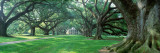 Oak Alley Plantation, New Orleans Wall Decal by  Panoramic Images