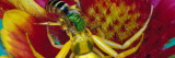 Goldenrod Crab Spider (Misumena Vatia) With Bee in Blooming Flower, New York Wall Decal