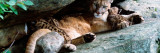 Female Cougar Lying Under Rock Overhang With Cubs, Minnesota Wall Decal