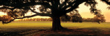 Oak Tree at Sunset, Louisiana Wall Decal by  Panoramic Images