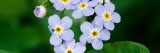 Forget-Me-Not Flowers (Myosotis Scorpioides) Blooming, New York Autocollant mural