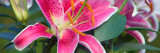 Stargazer Lily Flowers (Lilium ‘Stargazer’) in Bloom, Close Up, North Carolina Wall Decal