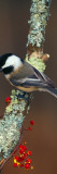 Black-Capped Chickadee Bird on Tree Branch With Berries, Michigan Wall Decal