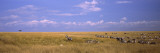 Zebra Migration, Masai Mara National Reserve, Kenya Vinilos decorativos por Panoramic Images