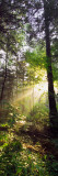 Sunbeams in Dense Forest, Great Smoky Mountains National Park, Tennessee Autocollant mural