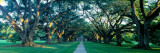 Oak Alley Plantation, New Orleans Seinätarra tekijänä Panoramic Images Oak Alley Plantation, New Orleans Seinätarra tekijänä Panoramic Images
