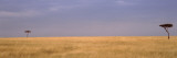 Two Trees On a Landscape, Masai Mara National Reserve, Kenya Vinilos decorativos por Panoramic Images