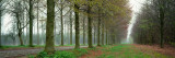 Lane With Trees, Chateau De Modave, Belgium Wall Decal by  Panoramic Images