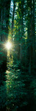 Low Angle View of Sunstar Through Redwood Trees, Jedediah Smith Redwoods State Park, California Wall Decal