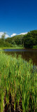 Cattails (Typha Latifolia) Growing Beside Pond, New York Wall Decal