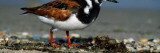 Adult Ruddy Turnstone Seabird (Arenaria Interpres) on Beach Wall Decal