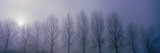 Trees in Mist, Damme, Belgium Wall Decal by  Panoramic Images