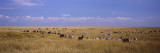 Zebra Migration, Masai Mara National Reserve, Kenya Vinilos decorativos por Panoramic Images