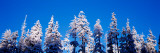 Pine Trees in Winter, Oregon Vinilos decorativos por Panoramic Images Pine Trees in Winter, Oregon Vinilos decorativos por Panoramic Images